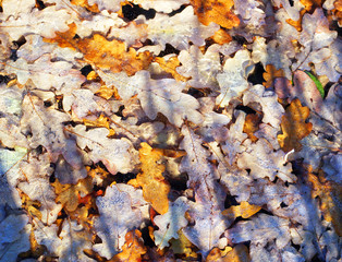 leaf litter