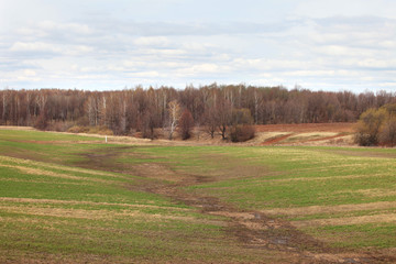Fototapeta na wymiar spring field