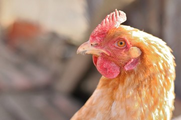 Image of head of brown hen
