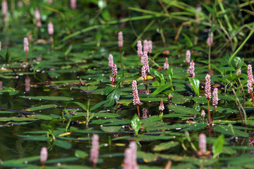 Highlander amphibious, Polygonum amphibium, Persicaria amphibia