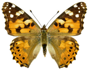 Isolated painted lady butterfly