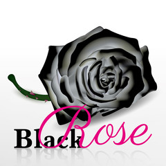 black rose vector on white background