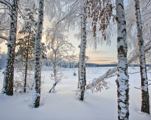 winter landscape
