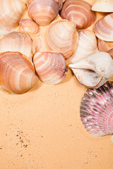 seashells on the beach