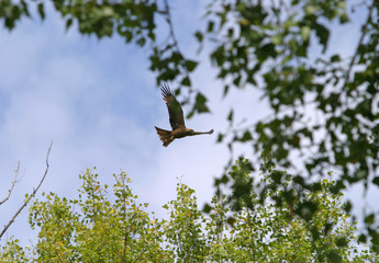 bird of prey