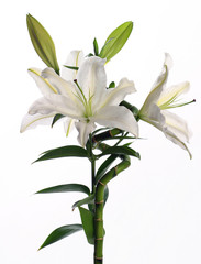 Obraz premium spring flowers