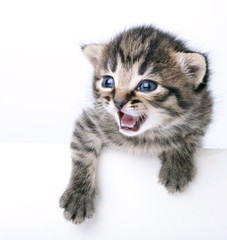 little 2 weeks old kitten