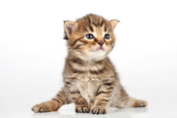 Fototapeta premium beautiful cute 20 days old kitten sitting