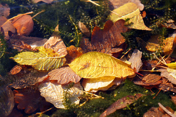 leaf litter