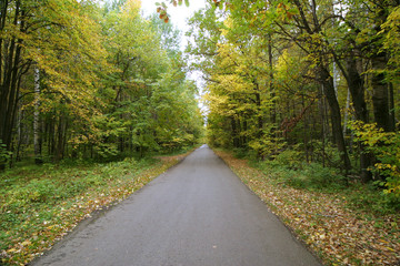 Naklejka premium autumn landscape