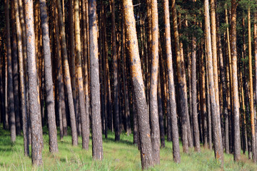 forest fringe