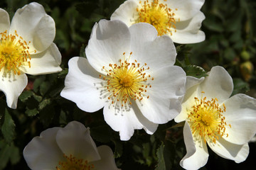 Obraz premium spring flowers