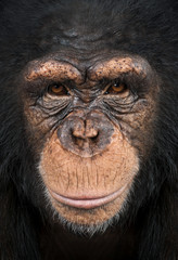 Naklejka premium Close-up of a Chimpanzee looking at the camera, Pan troglodytes