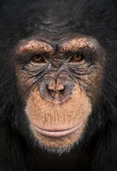 Crédence de cuisine en verre imprimé Singe Gros plan d& 39 un chimpanzé regardant la caméra, Pan troglodytes