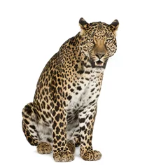  Luipaard zittend, brullend, Panthera pardus, geïsoleerd op wit © Eric Isselée