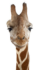 Close-up of a Somali Giraffe, Giraffa camelopardalis reticulata
