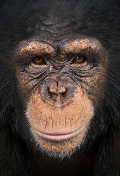 Close-up of a Chimpanzee looking at the camera, Pan troglodytes