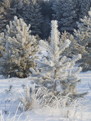 winter