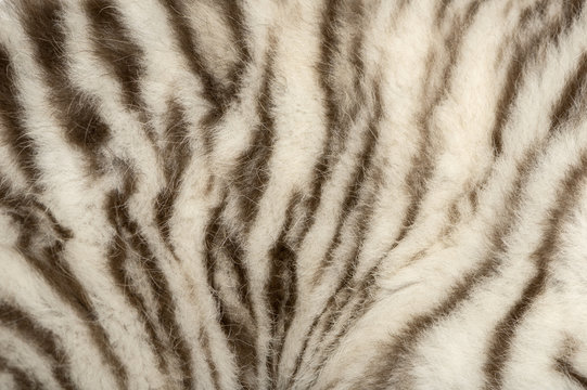 Macro of a White tiger fur