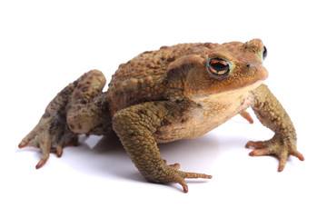 European toad (Bufo bufo) isolated on white