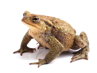 Wall murals Frog European toad (Bufo bufo) isolated on white