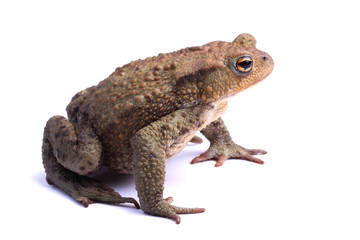 European toad (Bufo bufo) isolated on white