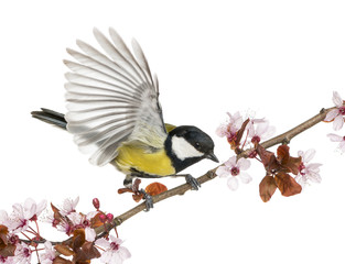 Fototapeta premium Male great tit taking off from a flowering branch, Parus major