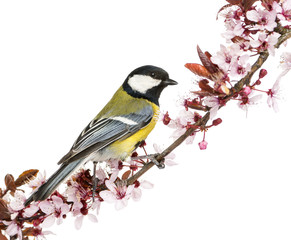 Fototapeta premium Male great tit perched on a flowering branch, Parus major