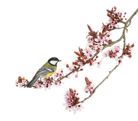 Obraz premium Male great tit perched on a flowering branch, Parus major