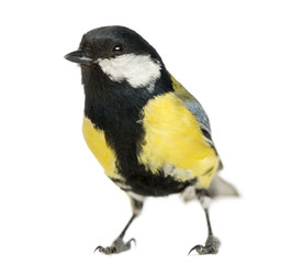 Male great tit, Parus major, isolated on white