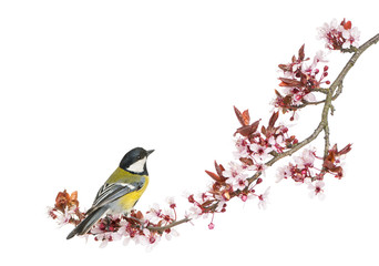 Obraz premium Male great tit perched on a flowering branch, Parus major