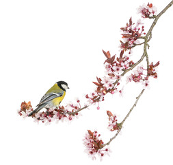 Fototapeta premium Male great tit perched on a flowering branch, Parus major