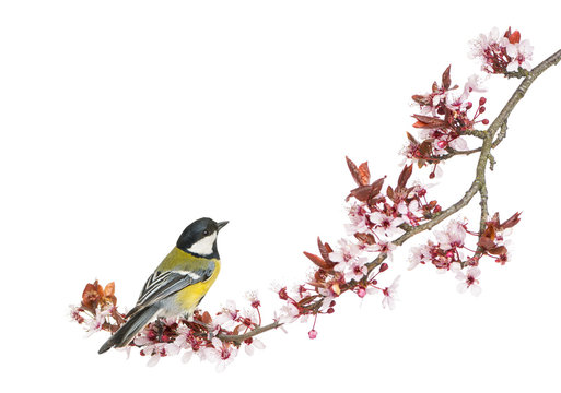 Male great tit perched on a flowering branch, Parus major