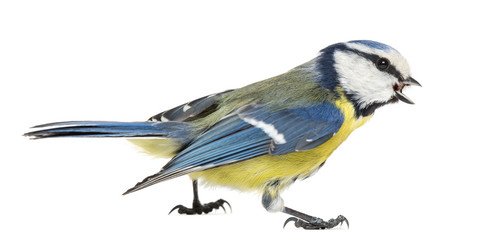 Fototapeta premium Side view of a Whistling Blue Tit, Cyanistes caeruleus, isolated