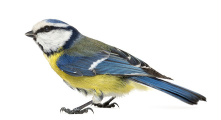 Side view of a Blue Tit, Cyanistes caeruleus, isolated on white