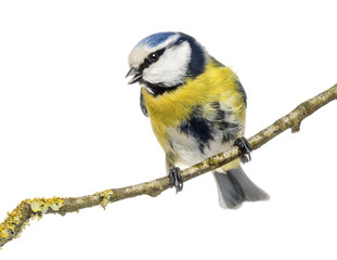 Wistling Blue Tit perched on a branch, Cyanistes caeruleus