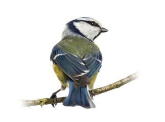 Naklejka premium Rear view of a Blue Tit perched on a branch, Cyanistes caeruleus