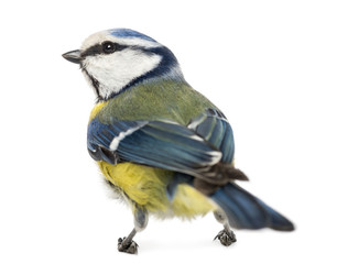 Rear view of a Blue Tit, Cyanistes caeruleus, isolated on white