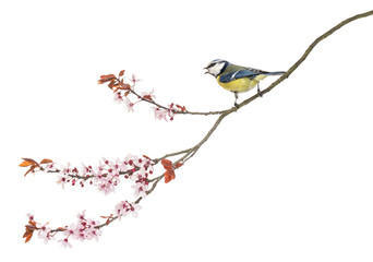 Side view of a tweeting Blue Tit perching on a blossoming branch