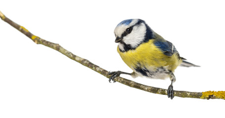Obraz premium Blue Tit perched on a branch, Cyanistes caeruleus, isolated
