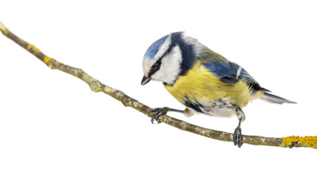 Blue Tit perched on a branch looking down, Cyanistes caeruleus © Eric Isselée