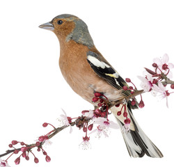 Common Chaffinch perched on branch, Fringilla coelebs