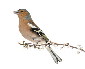 Common Chaffinch perched on branch, whistling isolated on white