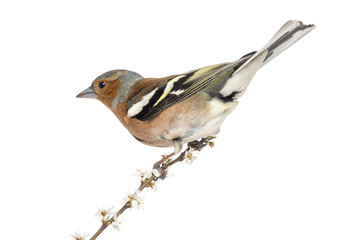Common Chaffinch perched on branch, Fringilla coelebs
