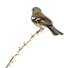 Rear view of a Common Chaffinch perched on branch, isolated