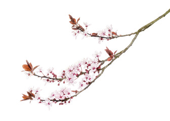 Japanese Cherry branch, isolated on white