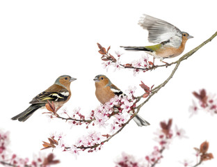 Group of Common Chaffinch perched on a Japanse cherry branch