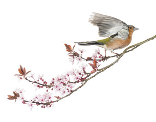 Common Chaffinch flying away from a  branch, isolated on white