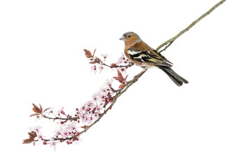 Common Chaffinch perched on branch, Fringilla coelebs