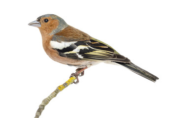 Common Chaffinch perched on branch, Fringilla coelebs